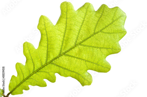 Green oak leaf close up