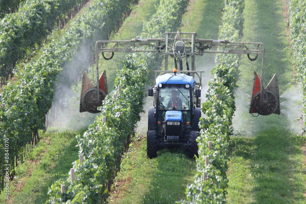 Obraz premium lavori in vigna