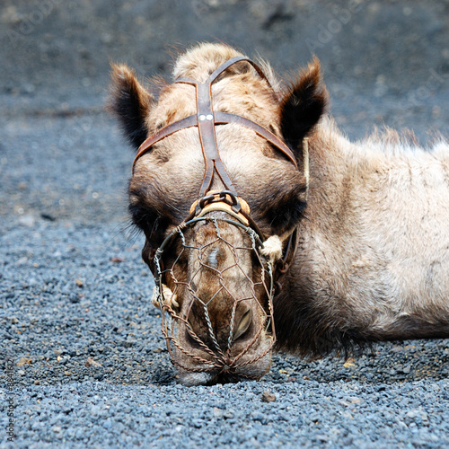Cabeza de camello photo