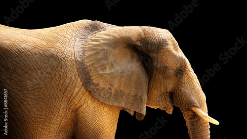 HDR African Elephant isolated on black background photo