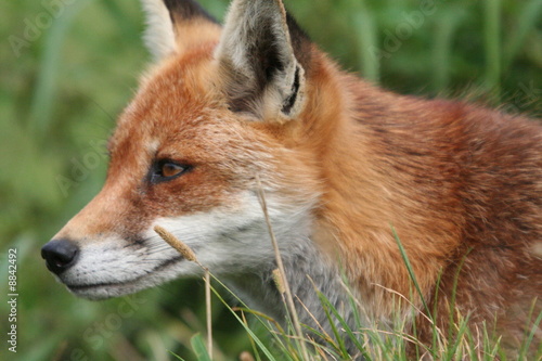 Red Fox