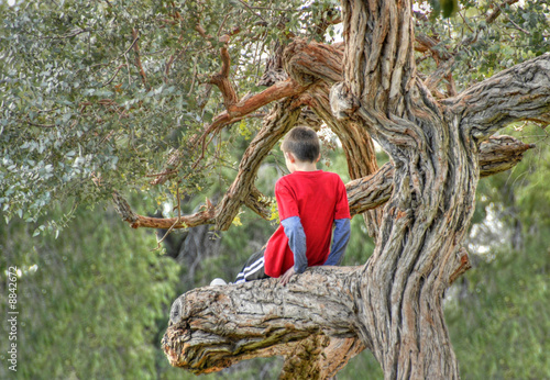 Boy Climbing a tree © Imagevixen