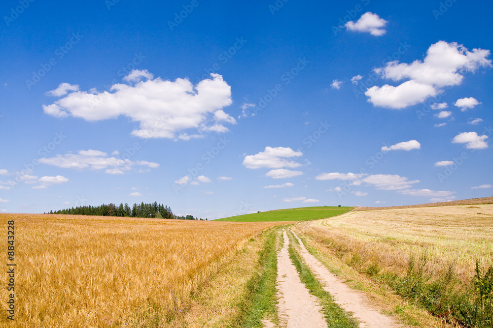 golden wheat field with a road