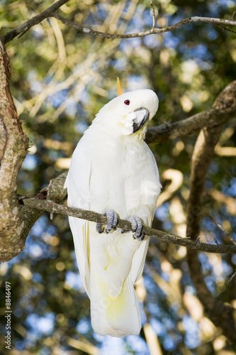 Lesser Sulpher Crested Cockatoo in a sanctuary