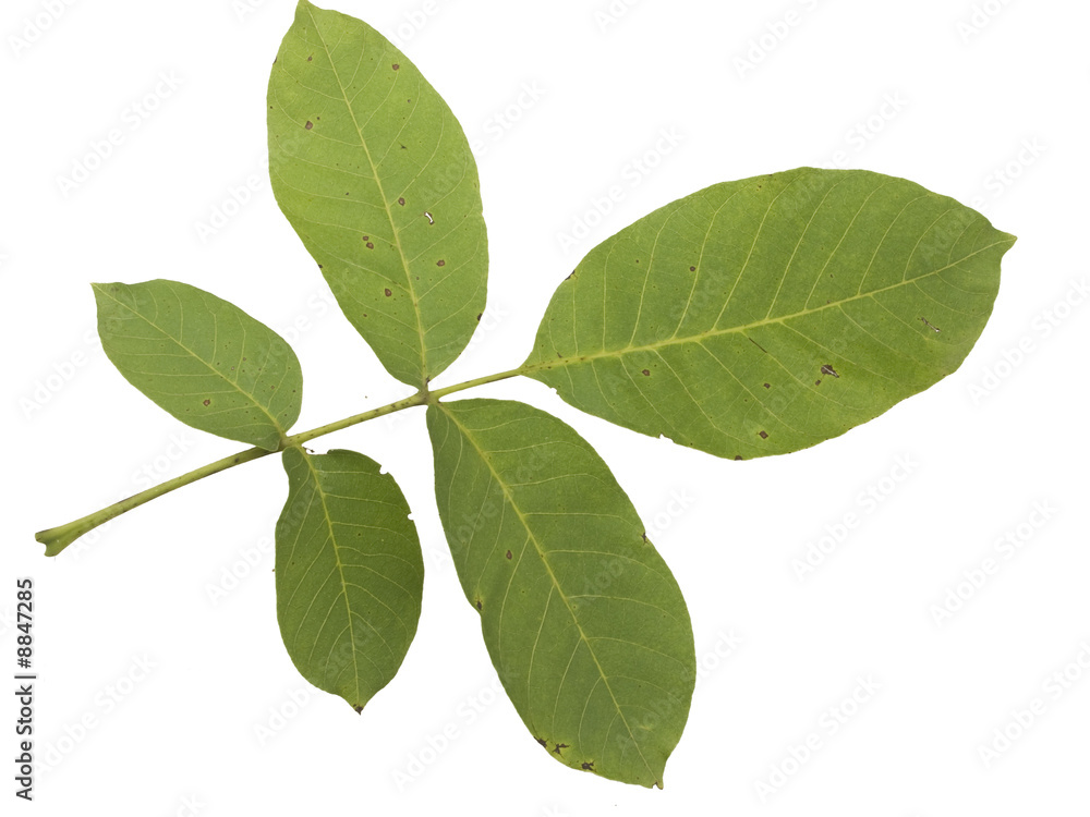 feuille de noyer feuille de noyer