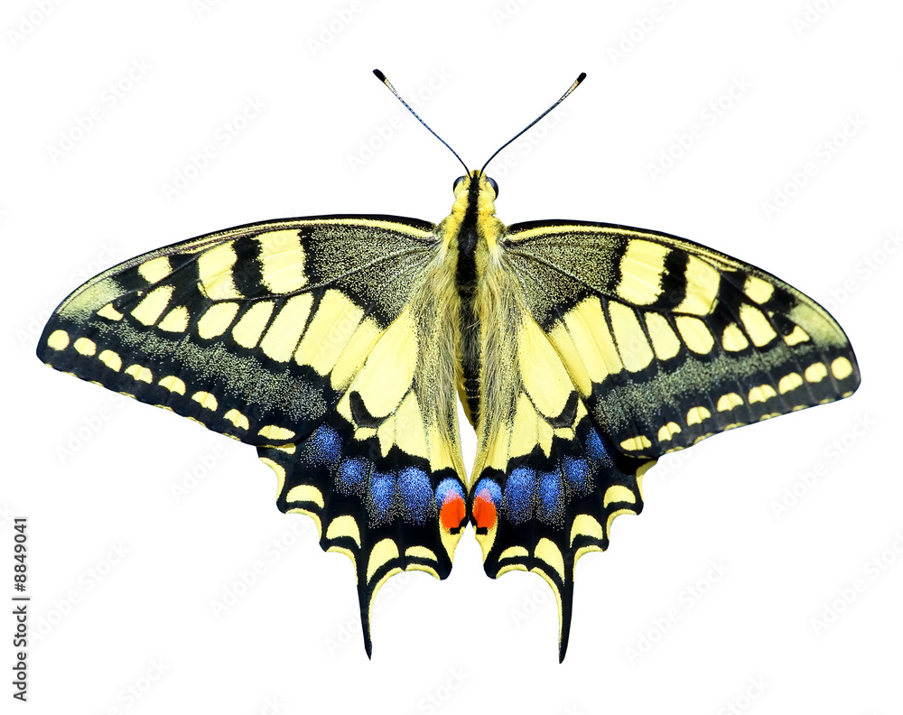 Beautiful butterfly on the white background Beautiful butterfly on the white background