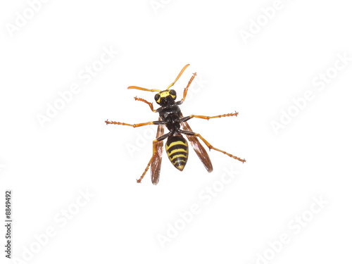 A young bee isolated over a white background