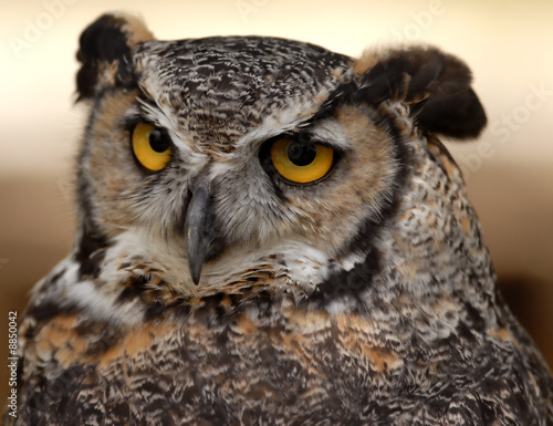Photo of tethered Great Horned Owl © J.T. Lewis