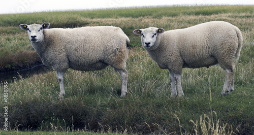 Danish coastline mother sheep and big lam looking at you