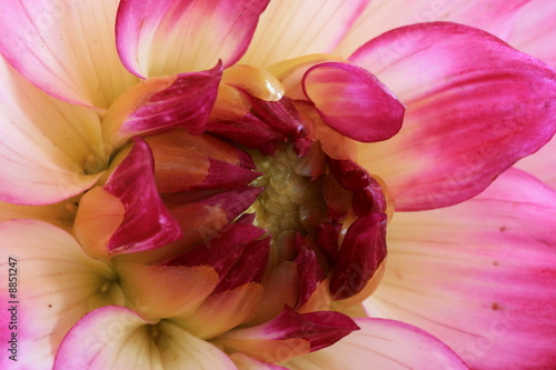 Close up of flowering dahlia