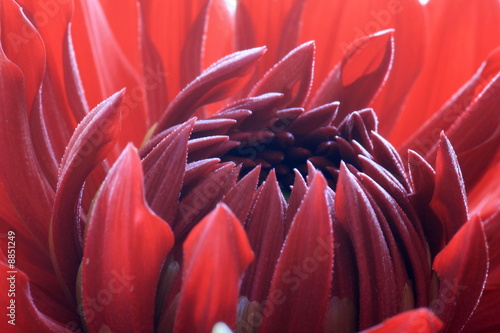 Close up of flowering dahlia