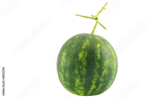 Watermelon isolated on white