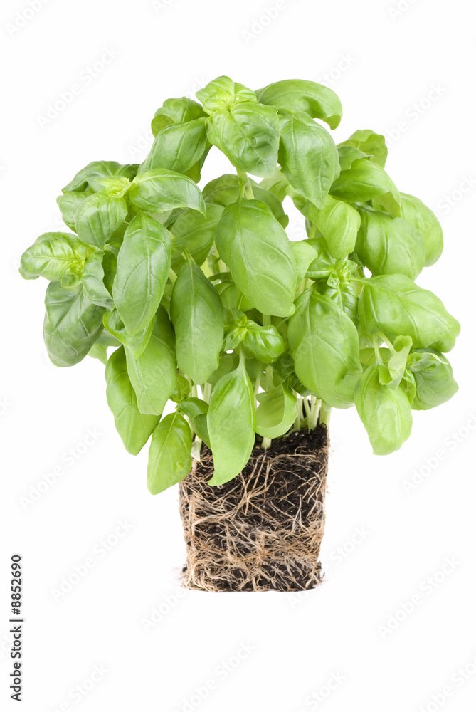 Basil Plant Basil Plant