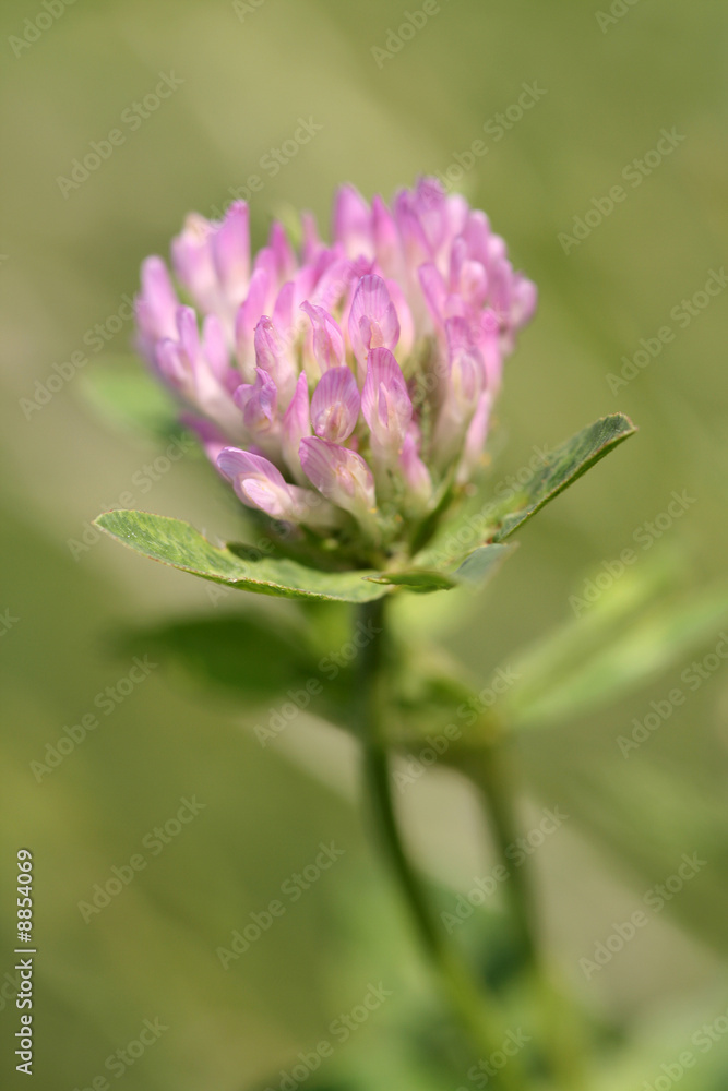 clover flower clover flower