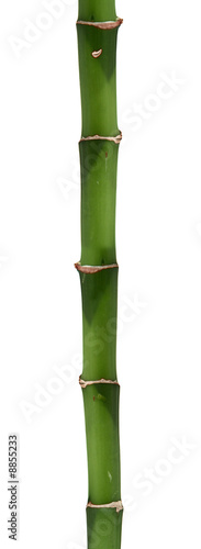Fototapeta Naklejka Na Ścianę i Meble -  long bamboo stick isolated on white background