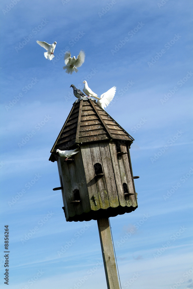 A wooden dovecot with perched and flying Doves, with blue sky A wooden dovecot with perched and flying Doves, with blue sky