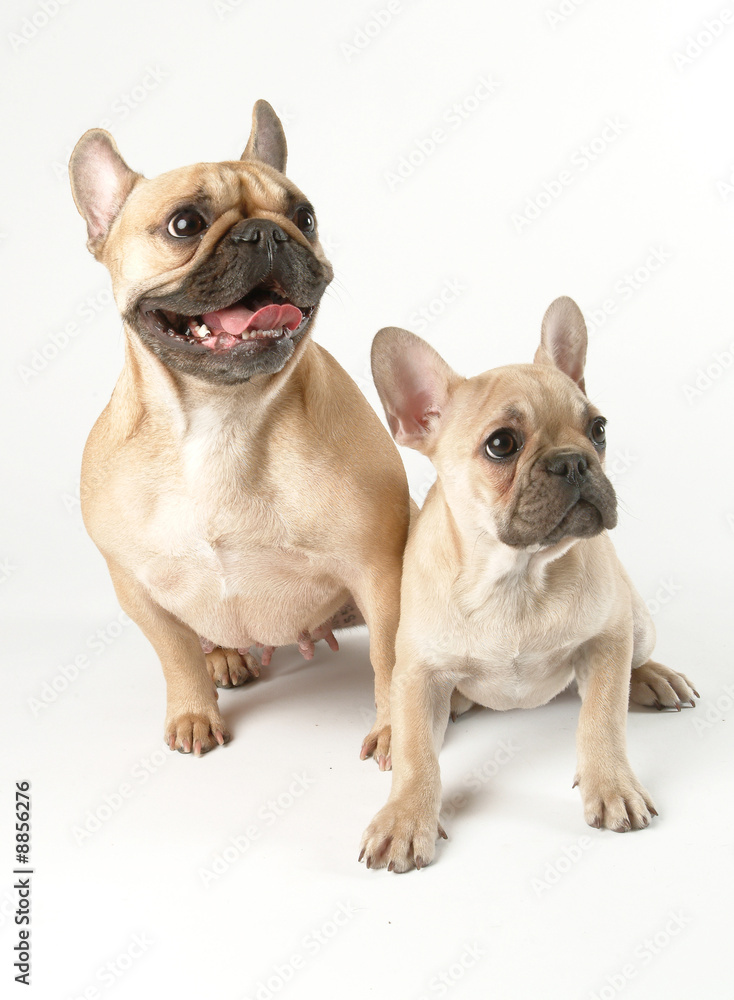 Chiennne et chiot Bouledogue français ensemble