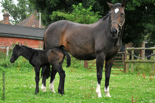 A horse and one day old foal in paddock