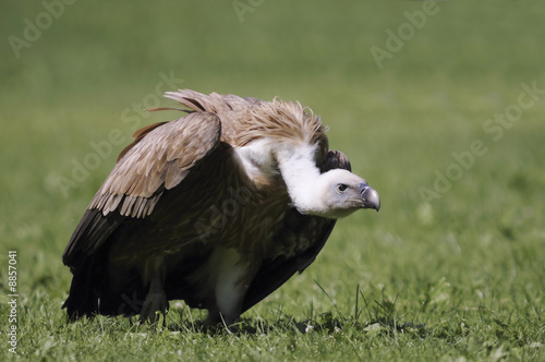Griffon-vulture portrait