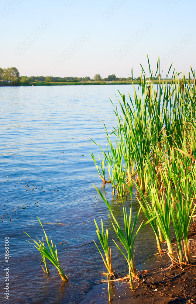 Fototapeta premium Summer landscape with quiet water of lake and wood