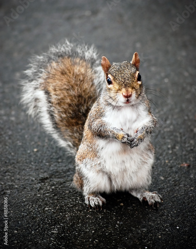 Grey Squirrel with Red Tint
