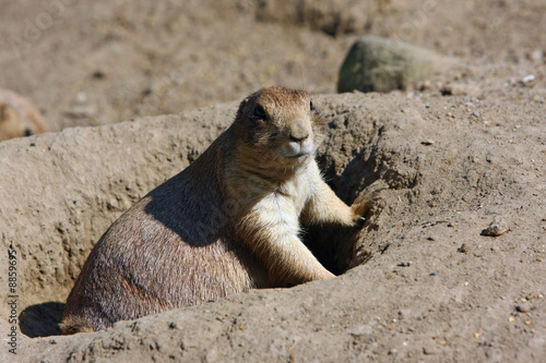 Erdhörnchen