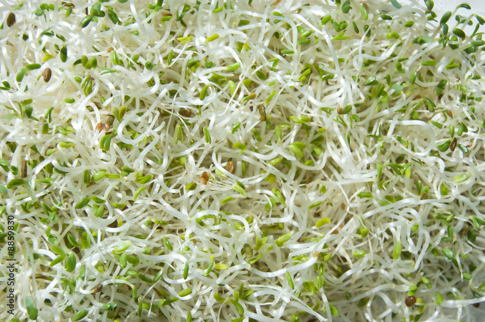 sprouted wheat sprouted wheat