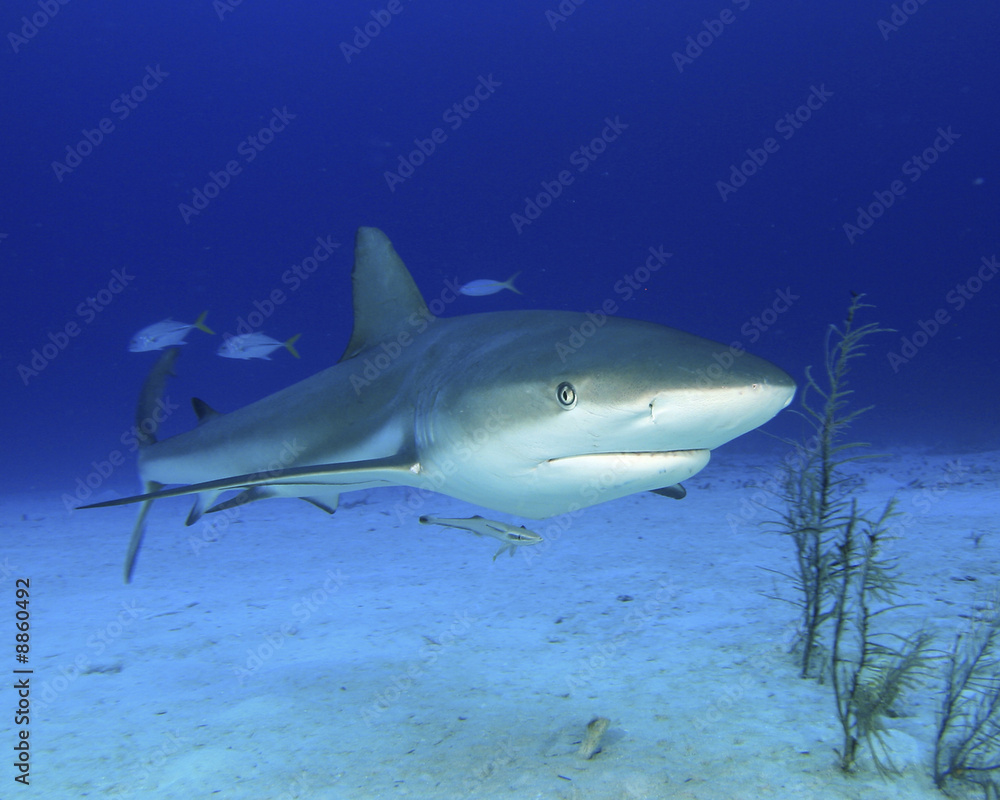 Obraz premium Reef Shark 3
