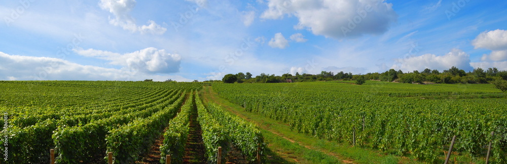 Panorama de vignes