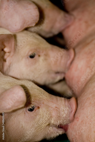 suckling pigs