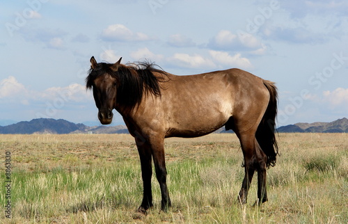 cheval dans desert kazakhstan © M.studio