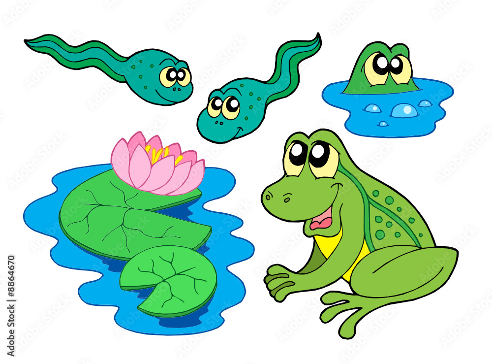 Naklejka premium Frog collection
