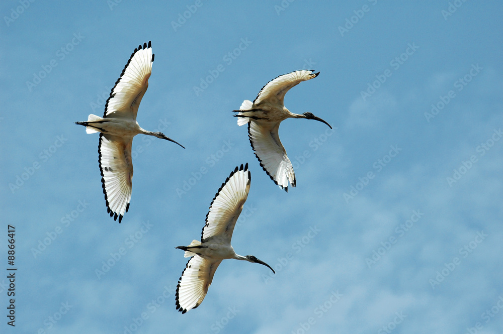 Fototapeta premium flying ibisses