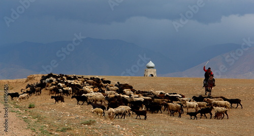 cavalier et troupeau de moutons, kirghizistan photo
