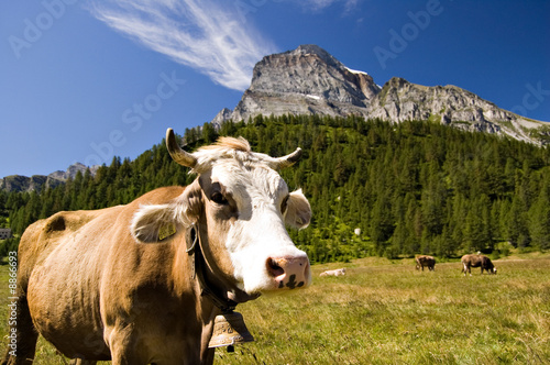 Mucca al pascolo all'Alpe Veglia photo