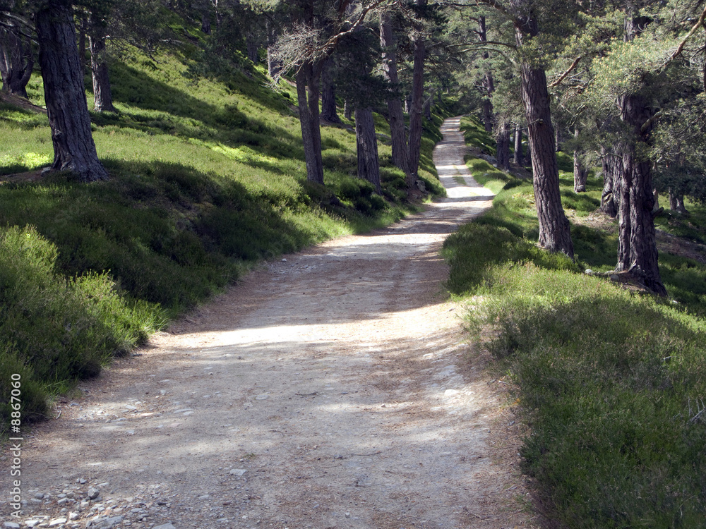 Fototapeta premium Waldweg in den schottischen Highlands