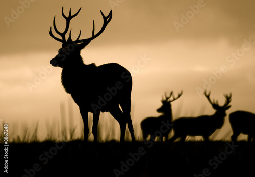 Leader Of The Herd  Red Deer Cervus Elaphus 