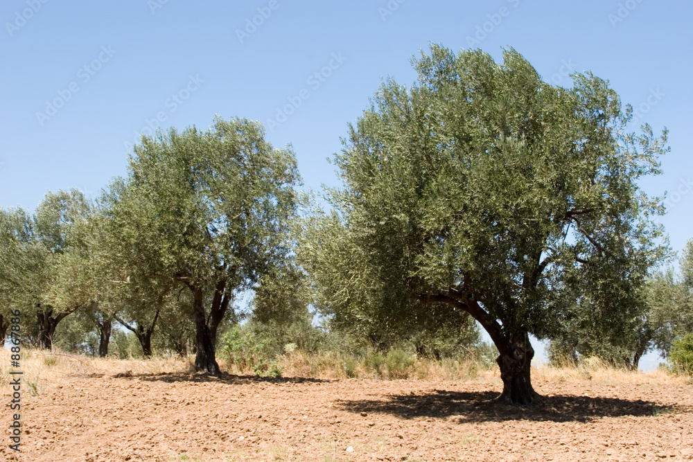 Olive tree garden during summer season Olive tree garden during summer season