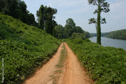 Along the kudzu path