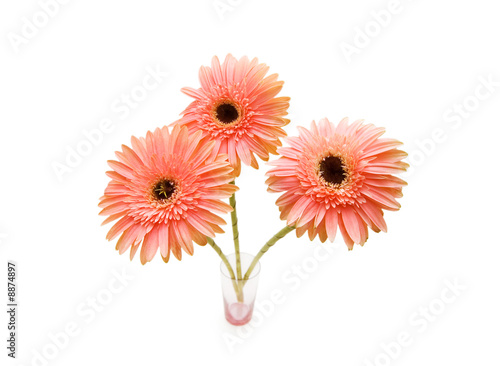 Gerber daisies isolated on the white background