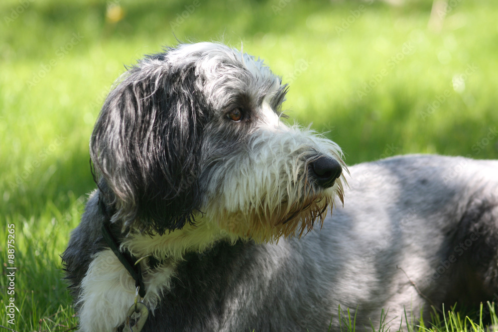 Cute dog, bearded collie, hairy and thoughtful