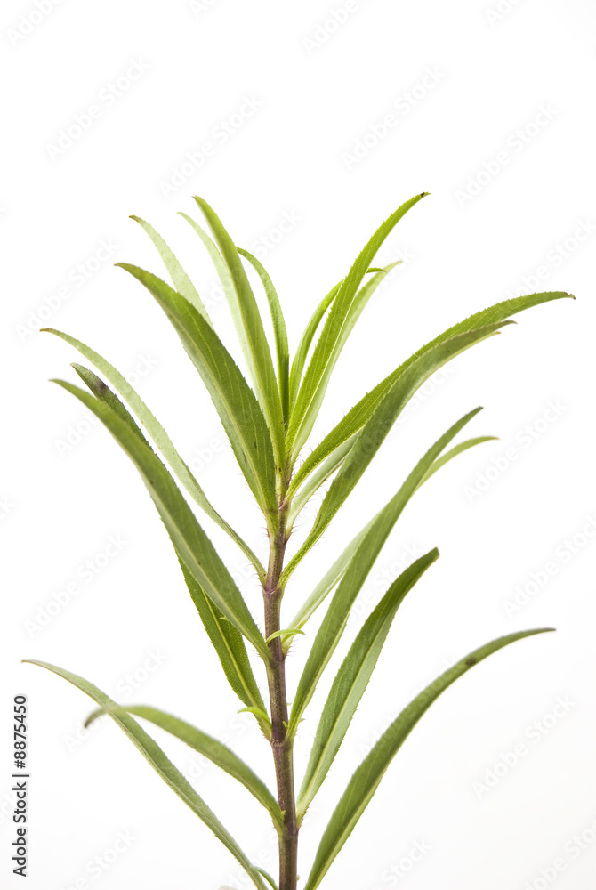 Closeup of tarragon herb against white