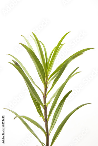 Closeup of tarragon herb against white
