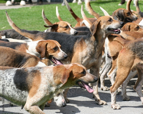 Jagdhunde