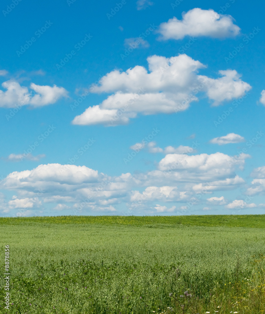 green field with blooming flowers and blue sky green field with blooming flowers and blue sky