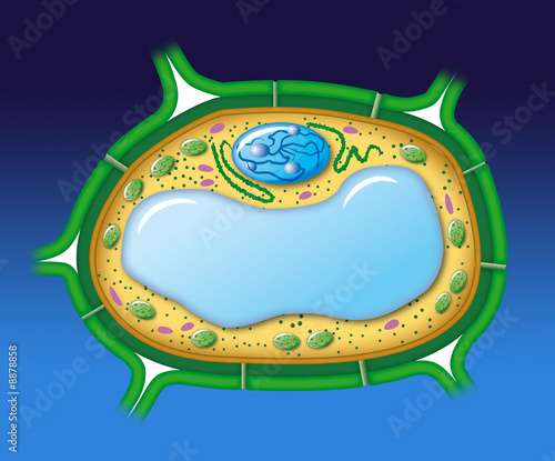 plant cell
