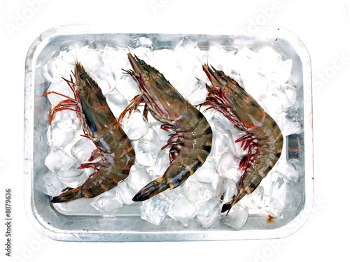 Three Big Sea Tiger Prawns
