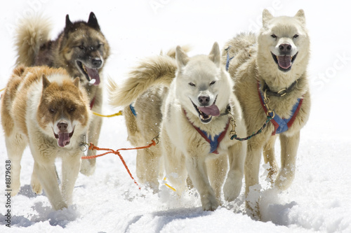 Dogsledding with Huskies in Swiss Alps, Switzerland