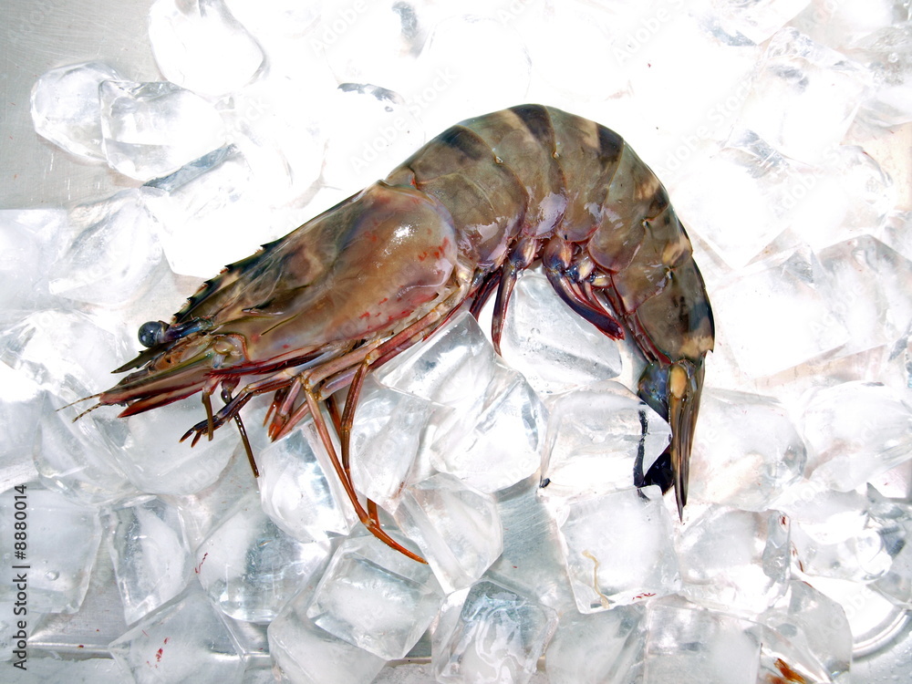 Φωτογραφία Big Sea Tiger Prawn Ice