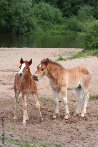 Two young foals on Two young foals